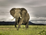 Amazing Elephant