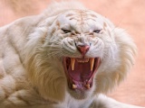 Angry White Tiger