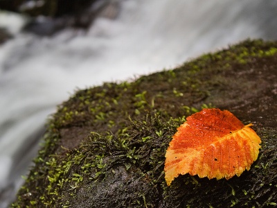 Autumn And Leaf