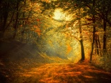 Autumn Trees Road Forest