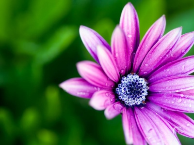 Beautiful Purple Daisy