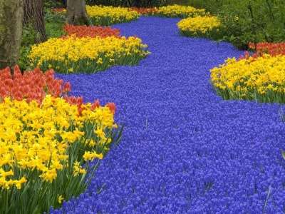 Beautiful Scenery Keukenhof Gardens Lisse Netherlands Flowers World