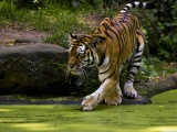 Beautiful Tigers Animals1