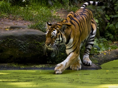 Beautiful Tigers Animals1