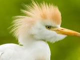 Birds Animals Funny Depth Of Field