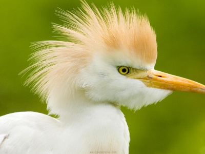 Birds Animals Funny Depth Of Field