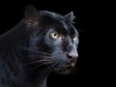 Black Panther