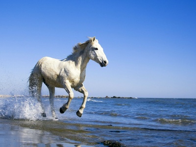 Camargue White Horse