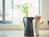 Cat Kitten Vase Flowers