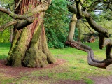 Chestnut Sweet Background Photo Tree Nature