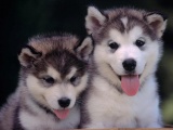 Cute Alaskan Malamute Puppies