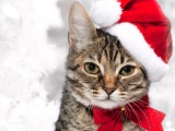 Cute Cat In Santa Hats