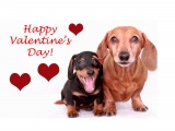 Cute Dogs - Happy Valentines Day