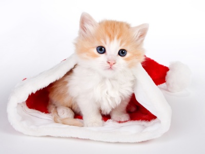 Cute Kitten In Santa Hat