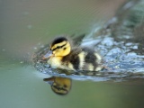 Cute Little Duck Swimming