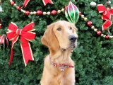 Dog And Christmas Tree