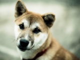 Dog Photo Wallpaper