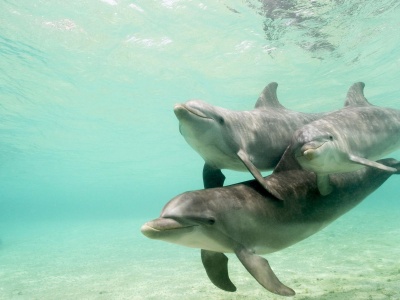 Dolphins