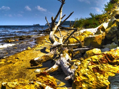 Dry Tree Beach Nature Landscapes