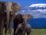 Elephant Family Mountain