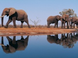 Elephants Around Lake