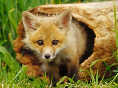 European Red Fox