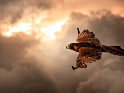 Falcon In Flight