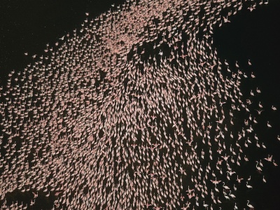 Flamingo Bird Horde