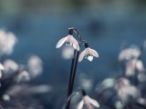 Flowers Drops Grass