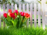 Flowers Spring Tulips Grass