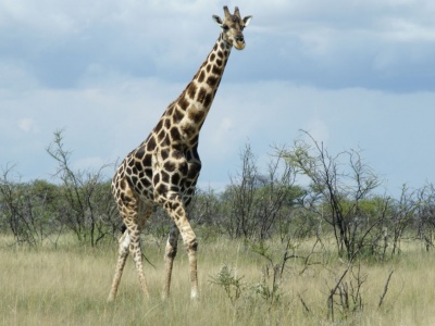 Giraffe Etosha National Park Nature Animals