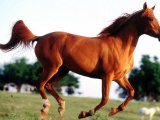 Grass Arabian Horse