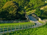 Green Lawn Road Tree Nature