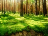 Green Lush Forest