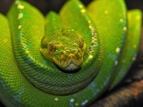 Green Tree Python