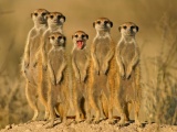 Group Of Meerkats