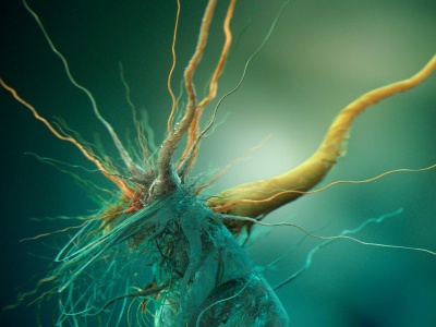 Growth Of Cubic Bacteria