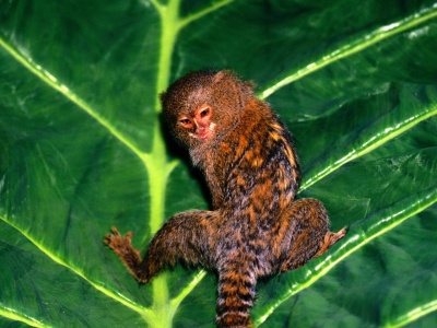 Hanging Out Pygmy Marmoset