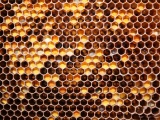 Honeycomb