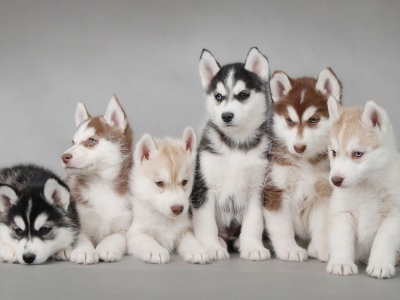 Husky Puppy Cute Animal