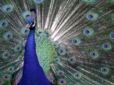 Indian Peafowl Blue Peafowl Bird Peacock Tail