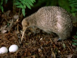 Kiwi Leaves Pair Eggs Birdie Plant