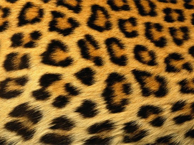 Leopard Skin Texture