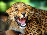 Leopard Wild Cat Growl