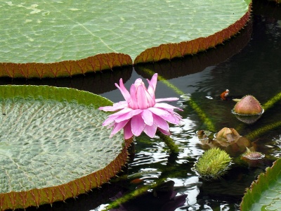 Lotus Flowers Nature