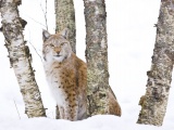 Lynx Cold Snow Cat