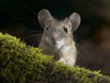 Moustache Mouse Curiosity