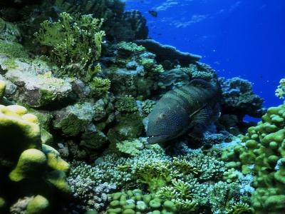 Ocean Fish Seabed Nature