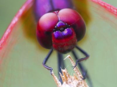 Odonata