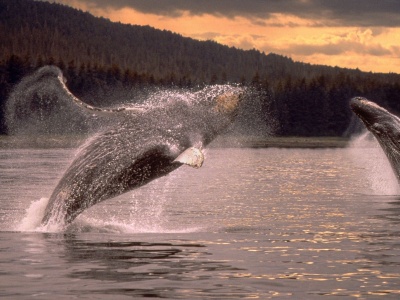 Overwater Jump Pair Sparks